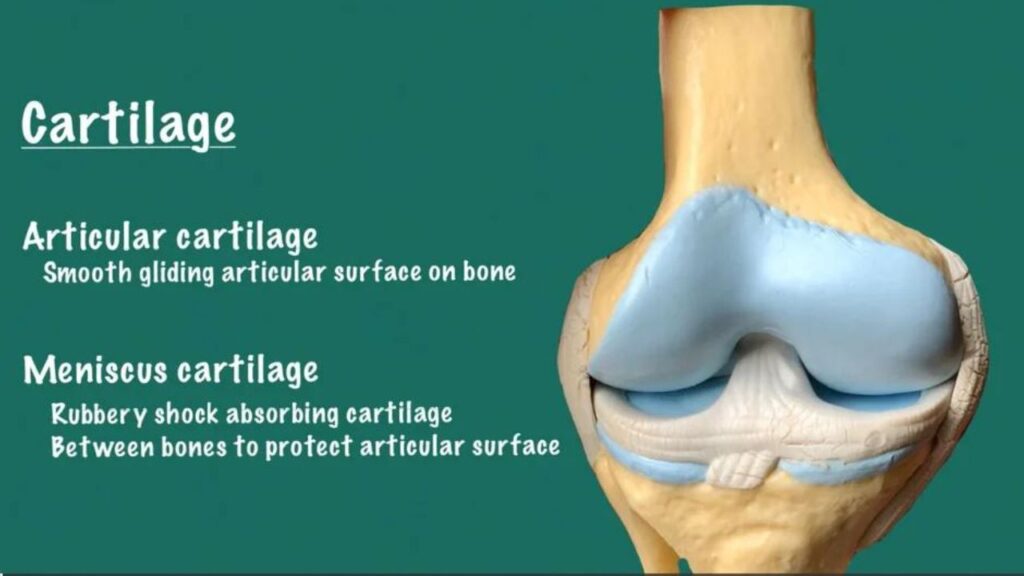 cartilage