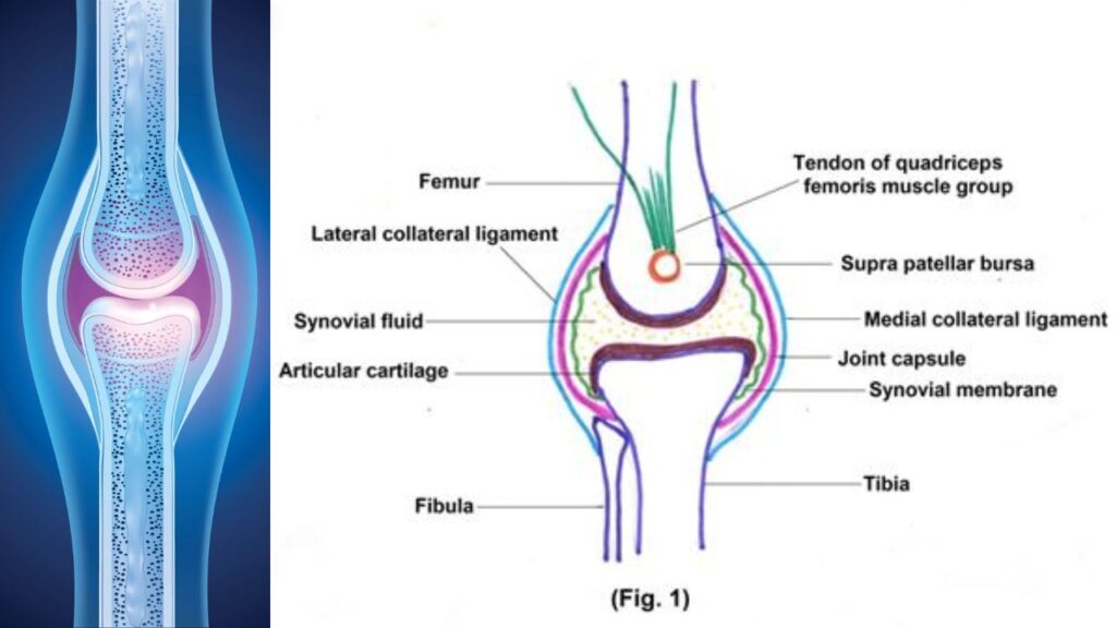 joint genesis Biodynamix