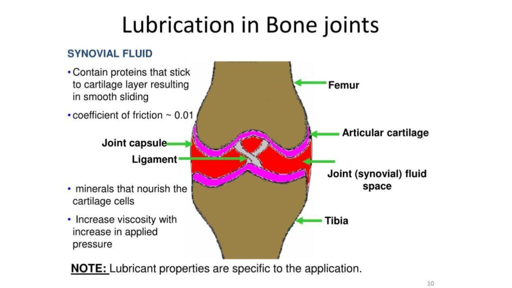 lubrication in bone joints