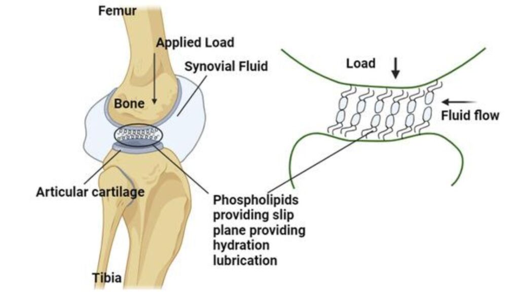 synovial fluid (1)