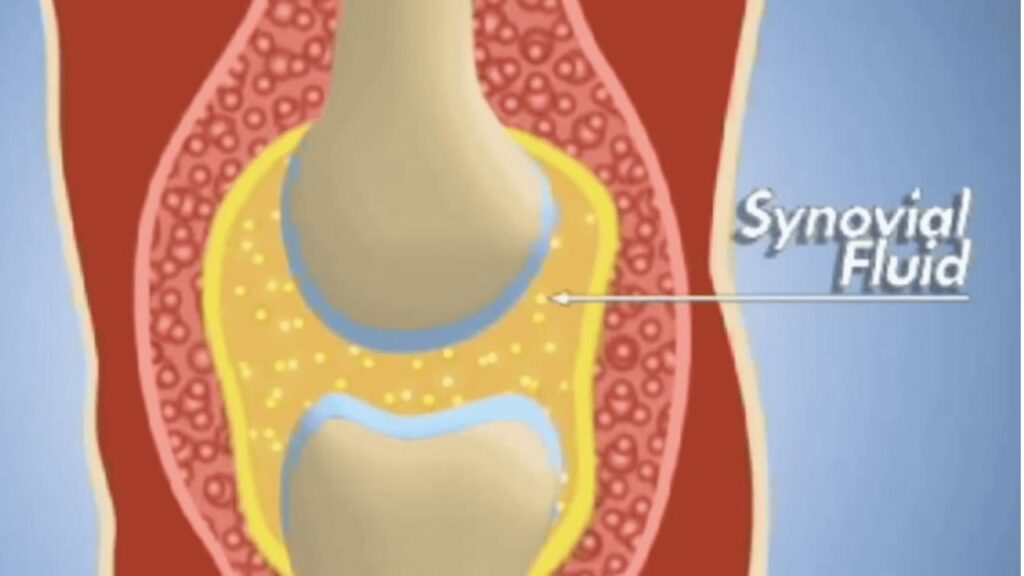 synovial fluid