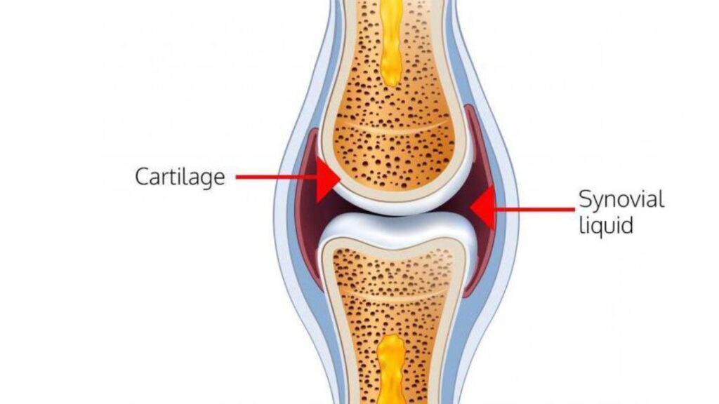 synovial fluid (2)