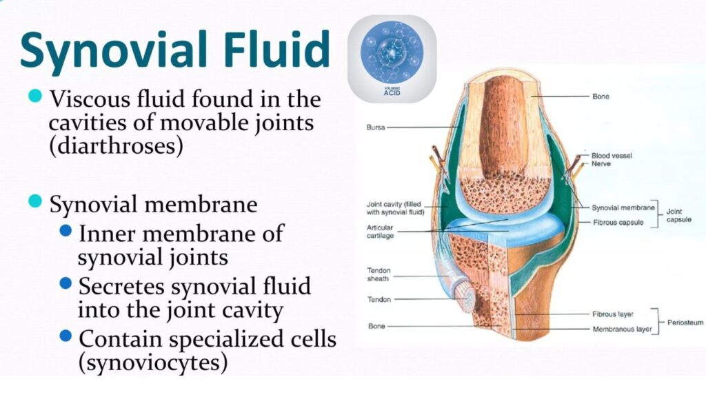 synovial fluid (4)